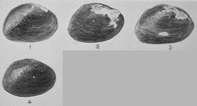 specimen image from publication