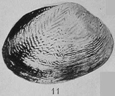 specimen image from publication