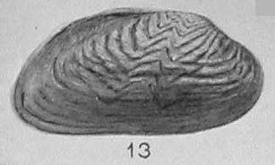 specimen image from publication