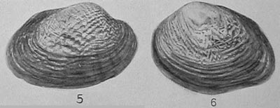 specimen image from publication