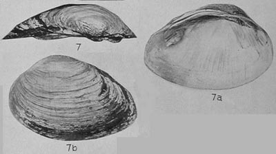 specimen image from publication