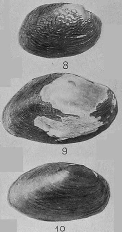 specimen image from publication