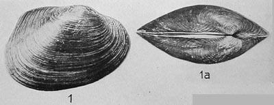 specimen image from publication