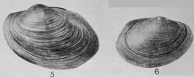 specimen image from publication