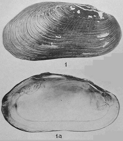 specimen image from publication