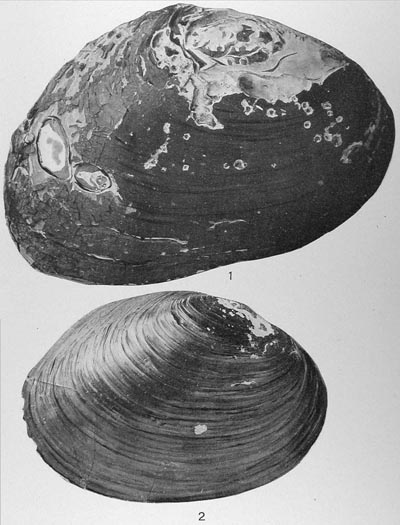 specimen image from publication