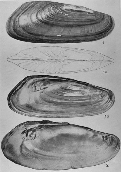 specimen image from publication