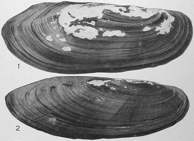 specimen image from publication