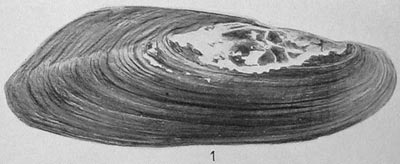specimen image from publication