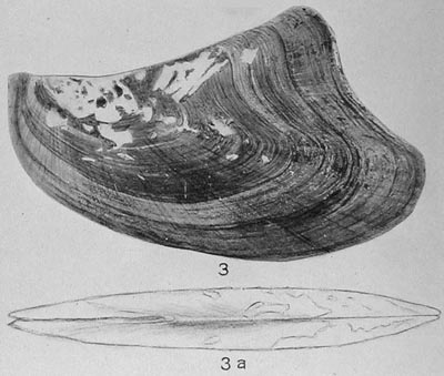 specimen image from publication