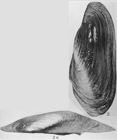 specimen image from publication