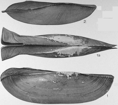 specimen image from publication
