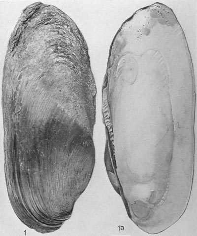 specimen image from publication