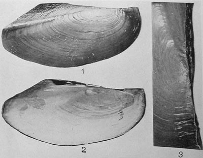 specimen image from publication