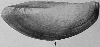specimen image from publication