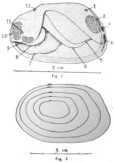 specimen image from publication
