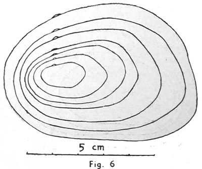specimen image from publication