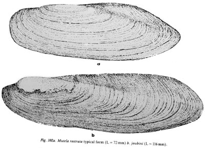 specimen image from publication