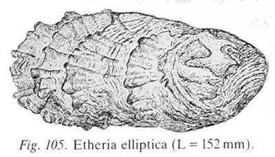 specimen image from publication