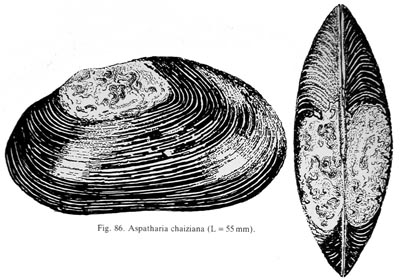 specimen image from publication