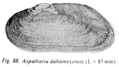 specimen image from publication