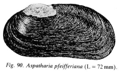 specimen image from publication