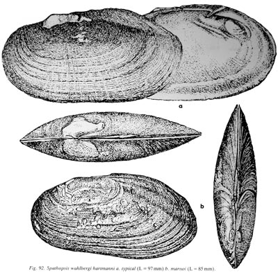 specimen image from publication