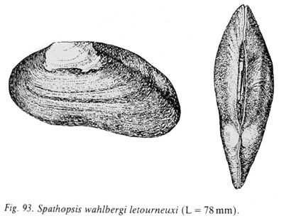specimen image from publication