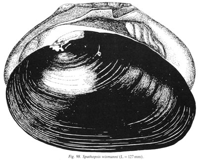 specimen image from publication