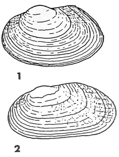 specimen image from publication