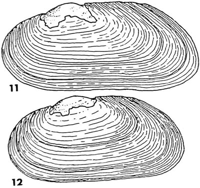 specimen image from publication