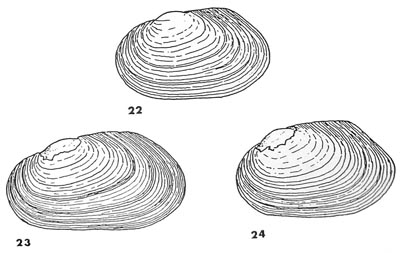 specimen image from publication