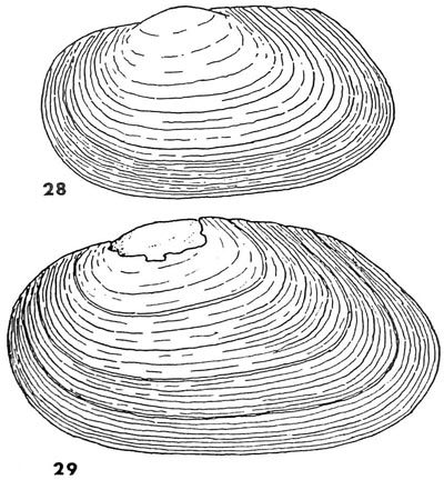 specimen image from publication