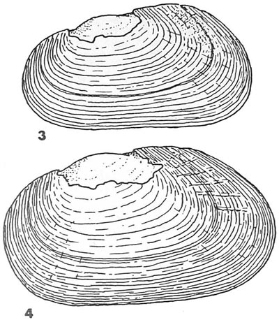 specimen image from publication