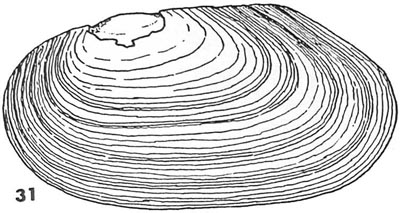 specimen image from publication