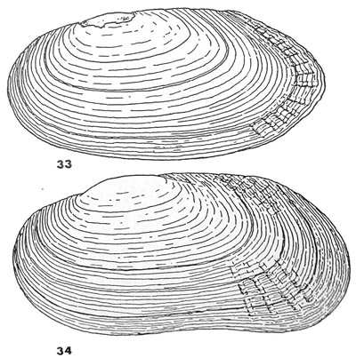 specimen image from publication