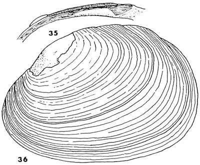 specimen image from publication