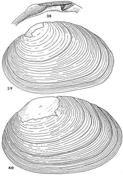 specimen image from publication