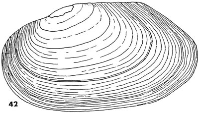 specimen image from publication