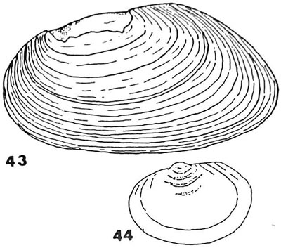 specimen image from publication