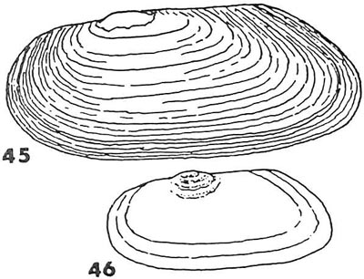 specimen image from publication