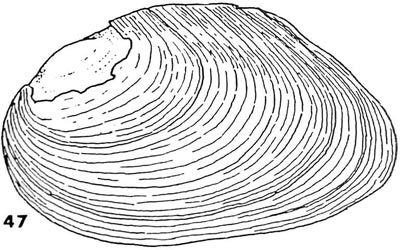 specimen image from publication