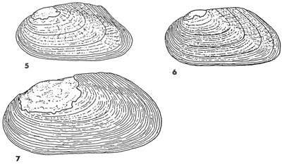 specimen image from publication