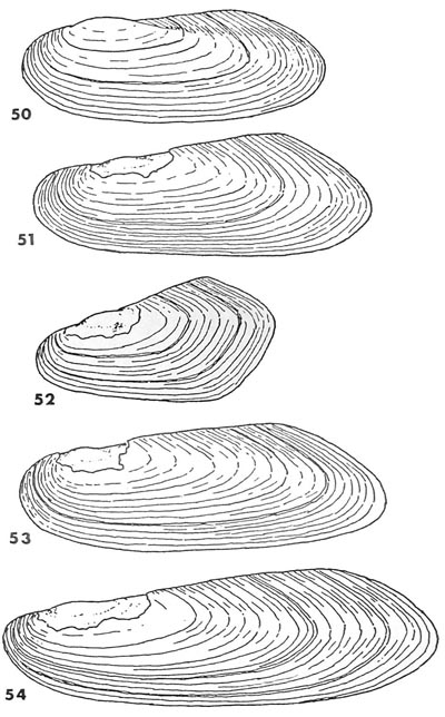 specimen image from publication
