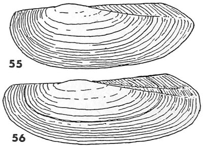 specimen image from publication