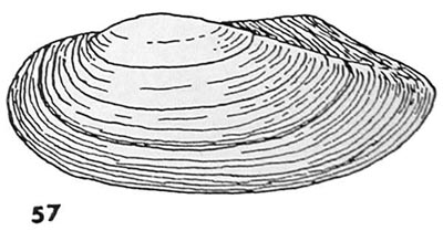 specimen image from publication