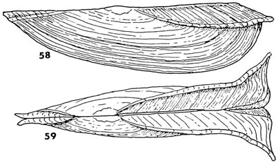 specimen image from publication