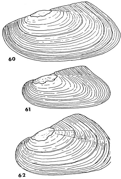 specimen image from publication