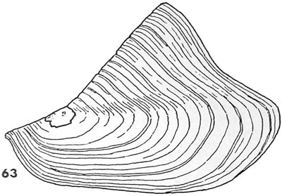 specimen image from publication