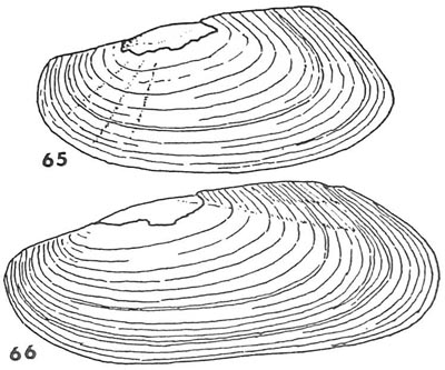 specimen image from publication